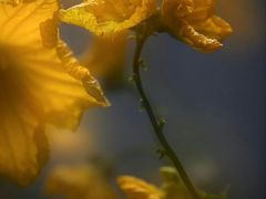 -长广溪湿地公园