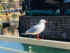 -辣辣小吃豆花米线(大观篆新农贸市场店)