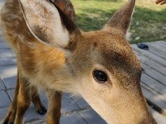 -北京鹿世界主题园