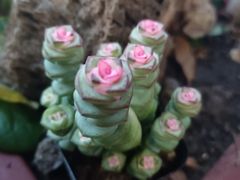 -花鸟鱼虫鲜花绿植市场(玉泉路店)
