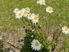 -春花秋色城市公园