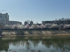 -桃花堤公园