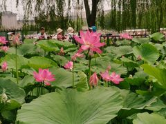 -莲花池公园