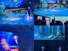 -海合安武汉极地海洋公园