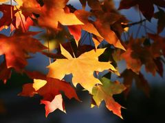 -叠溪松坪沟景区