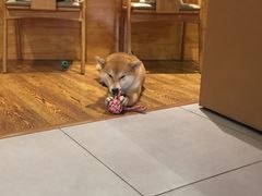 -柴务处·柴犬主题狗咖