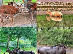 -北京野生动物园