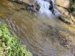 -西双版纳原始森林公园