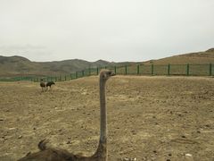 -新疆天山野生动物园