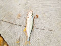 -麦当劳(合肥之心城店)