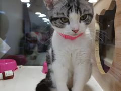 -李小姐の猫咖啡馆(五角场店)