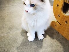 -飞行喵MR PILOT|猫舍·猫咖(静安大融城店)