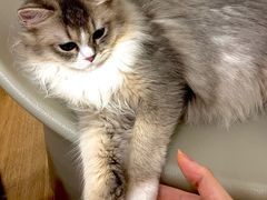 -有喵·猫咖·狗咖·30几只猫10只小狗(岗厦店)