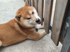 -柴犬高等学院·狗咖·柴犬售卖·宠物训练