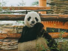 -西霞口神雕山野生动物世界