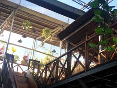 -Rainforest