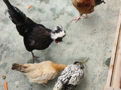 -栾川竹海野生动物园