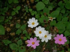 -天适樱花悠乐园