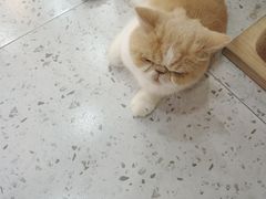 -喵园·猫主题咖啡厅·撸猫·猫咖(国贸店)