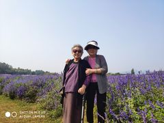 -北京东方普罗旺斯薰衣草庄园