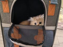 -欣宠猫屋·矮脚拿破仑·蓝金金渐层