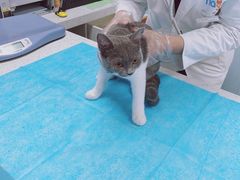 -纳吉亚猫专科动物诊疗中心(蒋宅口分院)