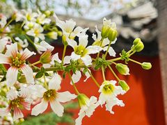 -五台山风景区