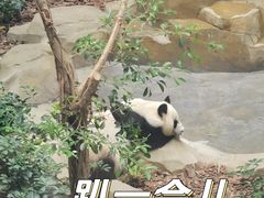 -成都大熊猫繁育研究基地