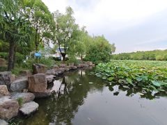 -紫薇公园