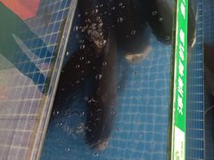 -好灶头妈妈菜·千岛湖柴火鱼餐厅(桐庐店)