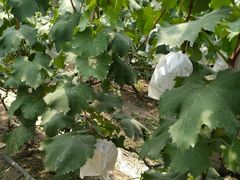 -马陆小张葡萄园农家乐