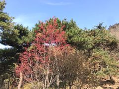 -鲁山国家森林公园