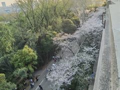 -武汉大学-樱园