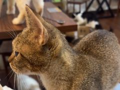 -楼上猫咖(罗湖店)