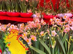 -越秀西湖花市(广州城市广场花卉店)