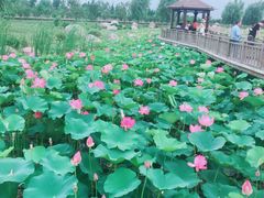 -羊亭河湿地公园