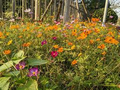 -前小桔亲子创意农场·草莓采摘·露营烧烤