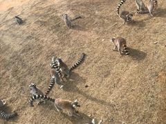 -秦皇岛野生动物园