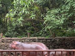 -海南热带野生动植物园
