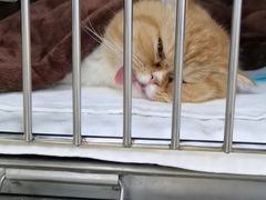 -创凡宠物医院·骨专科  猫科中心(西乡分院)