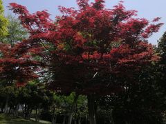 -楚望台遗址公园
