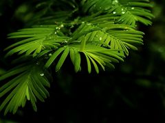 -白水寺森林公园