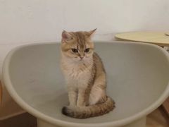 -有喵·猫咖·狗咖·30几只猫10只小狗(岗厦店)
