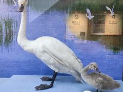 -漩门湾国家湿地公园