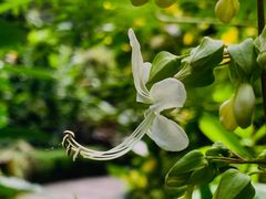-深圳仙湖植物园