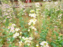 -武汉紫薇都市田园