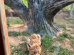 -东莞香市动物园