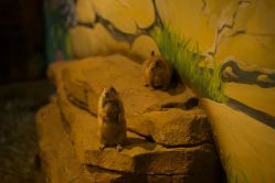 -长沙云顶星河游乐园(步步高·梅溪新天地店)