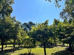 -中国科学院西双版纳热带植物园