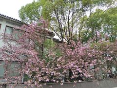 -苏州古运河游船(新市桥码头)